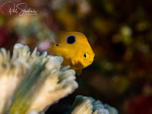 Juvenile Damselfish trying to hide among the corals by Patricia Sinclair 